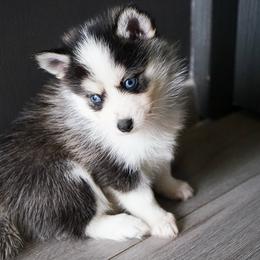 James Dean - Black and white Pomsky puppy in Los Angeles, California from CaliMex Pomskies