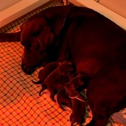 Labrador Retriever puppies from Hopeville Labradors