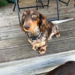 Pearl - Dachshund