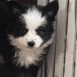 Slugger - Black tri male Toy Australian Shepherd puppy in Mount Airy, North Carolina from Brickell Farms