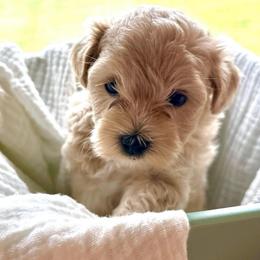 Finn - Champagne male Maltipoo puppy in Ashville, Alabama from LMC Pups