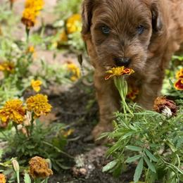 Bernedoodle and Whoodle Puppies from Genesis Family Farm