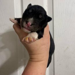 Checkers - Black tan and white female Siberian Husky puppy in London, Ohio from Rose Trail Siberian’s
