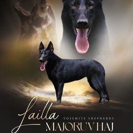 Lailla - German Shepherd