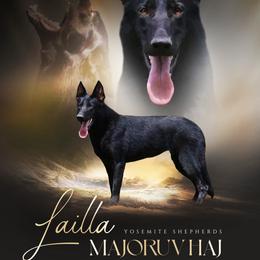 Lailla - German Shepherd