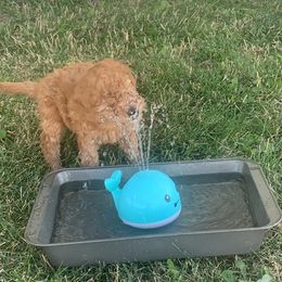 German Shorthaired Pointer and Labradoodle Puppies from Faddis Family Farms