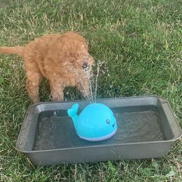 German Shorthaired Pointer and Labradoodle Puppies from Faddis Family Farms