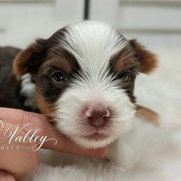 Jasper - Chocolate, tan and white male Yorkshire Terrier puppy in Austin, Texas from Rhine Valley Yorkies