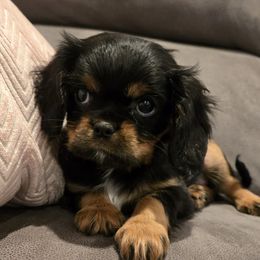 Kim - Black and tan female Cavalier King Charles Spaniel puppy in Caldwell, Idaho from Terrace Cav's