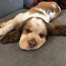 English Springer Spaniel Puppies from Wildwood