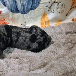 Cookie - Blue merle female Sheepadoodle puppy in Austin, Texas from Darling Doodles