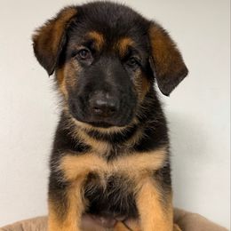 Girl 4th pick female orange collar - Black and red female German Shepherd puppy in Hollis Center, Maine from Noble German Shepherds of Maine