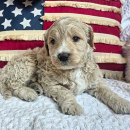 Birch - Cream male Goldendoodle puppy in Gunnison, Utah from Curls and Camo Pups