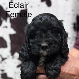 Eclair - Black and white female Cavapoo puppy in Woodleaf, North Carolina from Circle T Ranch K9s