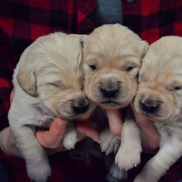 Golden Retriever Puppies from Gentry’s Pride Golden Retrievers