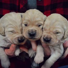 Golden Retriever Puppies from Gentry’s Pride Golden Retrievers