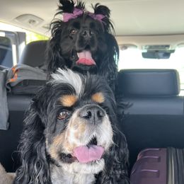 Cocker Spaniel puppies from Ileana Madrigal