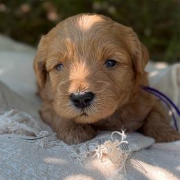 Prescott - Red  female Goldendoodle puppy in Zeeland, Michigan from Dandelion Lane Doodles