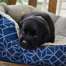 Girl 1 - Black female Labrador Retriever puppy in Saunemin, Illinois from Shooting Star Labs
