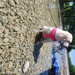 Labrador Retriever Puppies from Texas Finest English Labradors