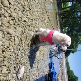 Labrador Retriever Puppies from Texas Finest English Labradors