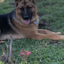 German Shepherd All Grown Up from Typecast GSD’s