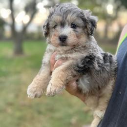 Brooks - Blue merle male Bernedoodle puppy in Warrensburg, Missouri from Dreamer Ridge Puppies