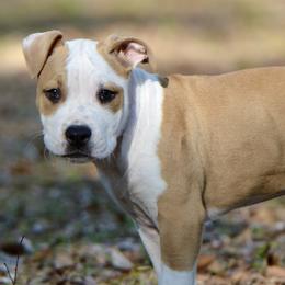Neil - Red male American Staffordshire Terrier puppy in St. Augustine, Florida from LBK & Ancient City