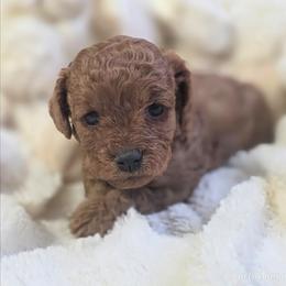 Mercedes - Red female Cavapoo puppy in Gunnison, Utah from Curls and Camo Pups