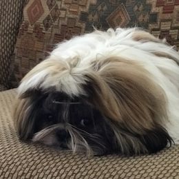 Shih Tzu Puppies from Willow Lane Shih Tzus