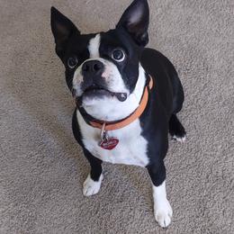 Boston Terriers from Lehi Valley Boston Terriers
