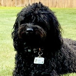 Australian Labradoodle Puppies from Tiny Treasures Australian Labradoodles