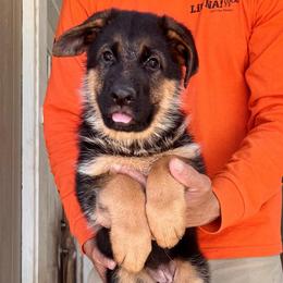 Yellow collar - Black and red female German Shepherd puppy in Stockton, California from Zaragoza German Shepherds