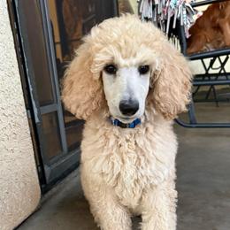 Dodger - Apricot male Poodle puppy in Nipomo, California from Central Coast Standard Poodles & Cavaliers