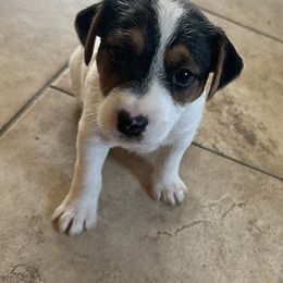 Boy 1 - Tri-colored Parson Russell Terrier puppy in Peabody, Kansas from SouthFork Ranch