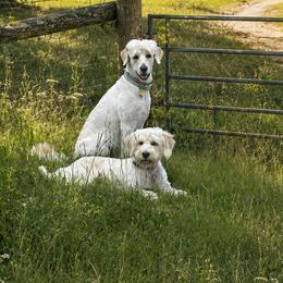 Goldendoodles from Pickle Creek Kennels