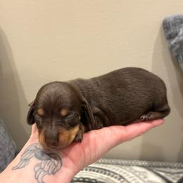 Boy 3 - Chocolate and tan male Dachshund puppy in Nacogdoches, Texas from S7 Dachsunds