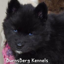 Cheers - Black female Siberian Husky puppy in East Tawas, Michigan from BurnsBerg's Woolies