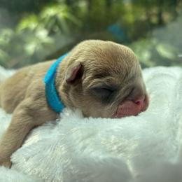 Scooby - Fawn male French Bulldog puppy in Salisbury, Maryland from 77 Frenchies Maryland