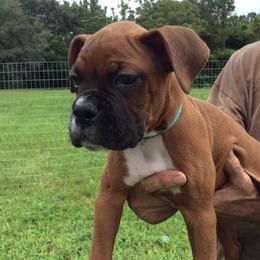 - Fawn Boxer puppy in Florida from RCT Boxers