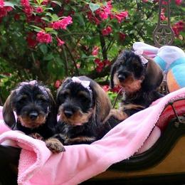 Dachshund puppies from Willowood-Sandale Dachshunds