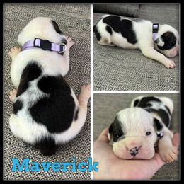 Maverick - Black and white male Olde English Bulldogge puppy in Wheeler, Michigan from Haase Family Kennels