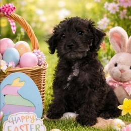 Monica ( Purple collar) - Black and white female Schnoodle puppy in Novinger, Missouri from Stormi Sky Schnoodles