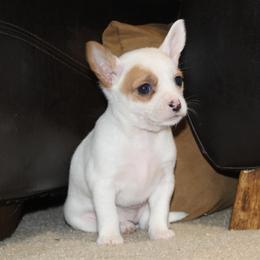Vanilla - Fawn and white female Chihuahua puppy in Willamina, Oregon from Cherished Chihuahuas