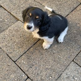 Frasier - Black and tan male Dachshund puppy in Centralia, Washington from Daweshunds