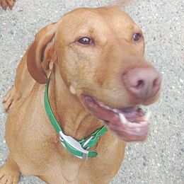 Lutyo - Vizsla
