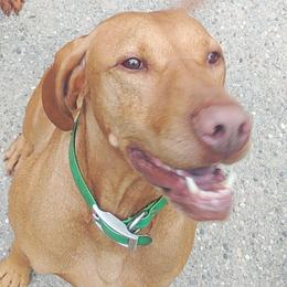 Lutyo - Vizsla