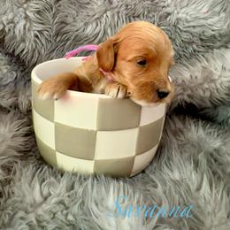 Savanna - Red  female Goldendoodle puppy in Boise, Idaho from Goldendoodle Baby