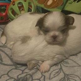 Boy 1 - Red and white male Shih Tzu puppy in Troy, Texas from Smith Shih Tzu