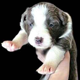 Pebble - Blue male Border Collie puppy in Cedar Springs, Michigan from Lyncroft Border Collies